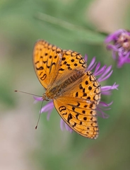 Argynnis adippe