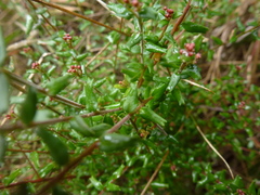 Leionema hillebrandii