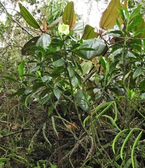 Symbolanthus pterocalyx