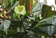 Symbolanthus pterocalyx