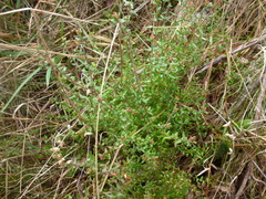 Leionema hillebrandii