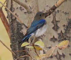 Cyanoptila
