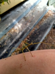 Ctenomorpha marginipennis