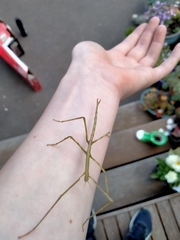 Ctenomorpha marginipennis