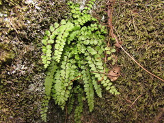 Asplenium adulterinum