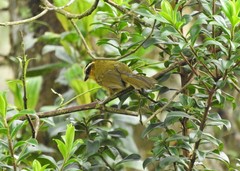 Kleinothraupis atropileus atropileus