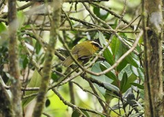 Kleinothraupis atropileus atropileus