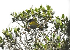 Chlorospingus flavopectus exitelus
