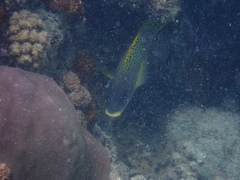 Plectorhinchus gaterinus