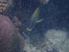 Plectorhinchus gaterinus