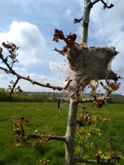 Euproctis chrysorrhoea