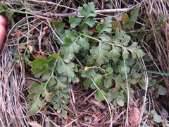 Asplenium cuneifolium