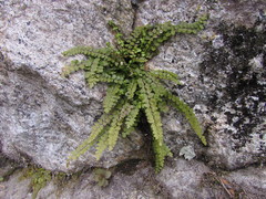 Asplenium adulterinum