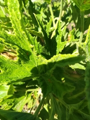 Pelargonium citronellum