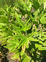 Pelargonium citronellum