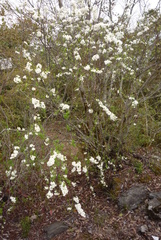 Spiraea prunifolia pseudoprunifolia