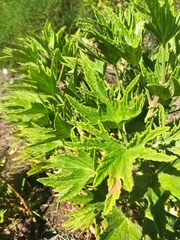 Pelargonium citronellum