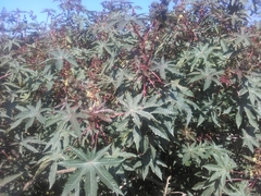Ricinus communis