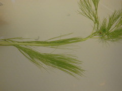 Ranunculus penicillatus