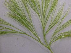 Ranunculus penicillatus