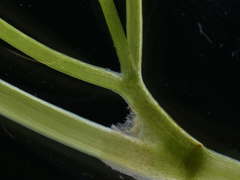 Ranunculus penicillatus