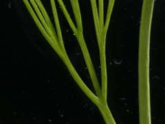 Ranunculus penicillatus