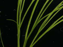 Ranunculus penicillatus