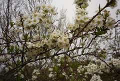 Spiraea prunifolia pseudoprunifolia