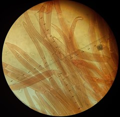 Pluteus microspermus