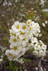 Spiraea prunifolia pseudoprunifolia