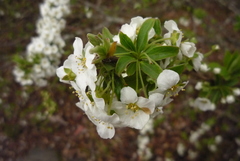 Spiraea prunifolia pseudoprunifolia