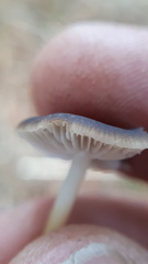 Strobilurus stephanocystis