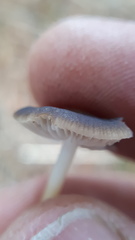 Strobilurus stephanocystis