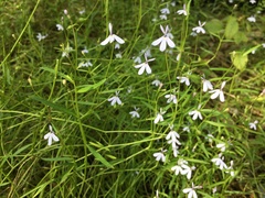 Lobelia stenophylla