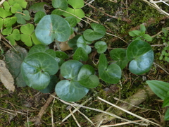 Asarum europaeum europaeum