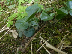 Asarum europaeum europaeum