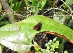Pedaliodes baccara baccara