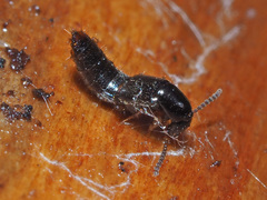 Gabrius splendidulus