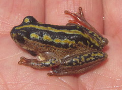 Hyperolius marmoratus taeniatus
