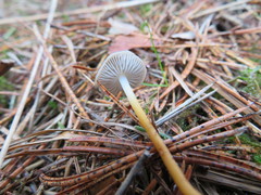 Strobilurus stephanocystis