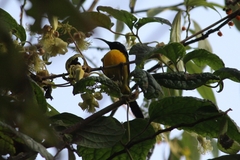 Aethopyga nipalensis