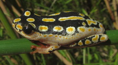 Hyperolius marmoratus taeniatus