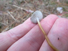 Strobilurus stephanocystis