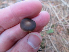 Strobilurus stephanocystis