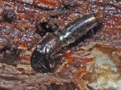 Gabrius splendidulus