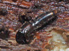 Gabrius splendidulus