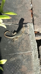 Leiocephalus carinatus