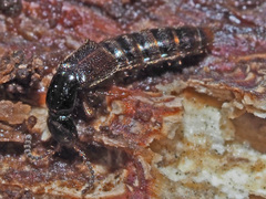 Gabrius splendidulus