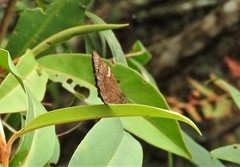 Pedaliodes rodriguezi
