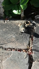 Leiocephalus carinatus